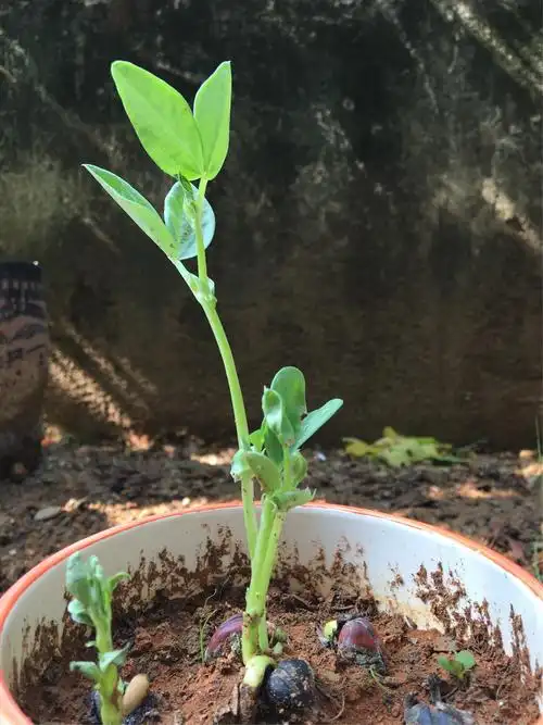 种植蚕豆苗 - 美篇