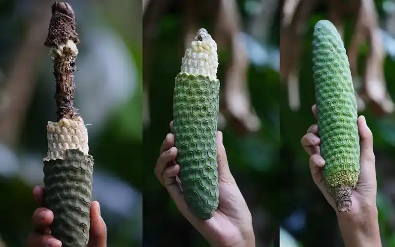 这么常见的龟背竹居然藏着如此美味的果实!