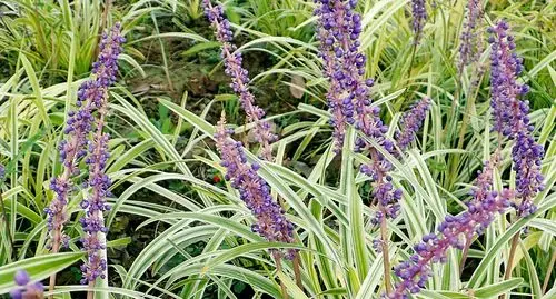 首发微拍阔叶山麦冬