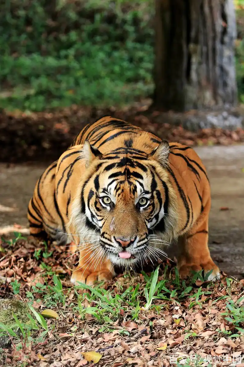 心理测试:4只老虎,哪只最凶狠?秒测出你今生财富有多高?