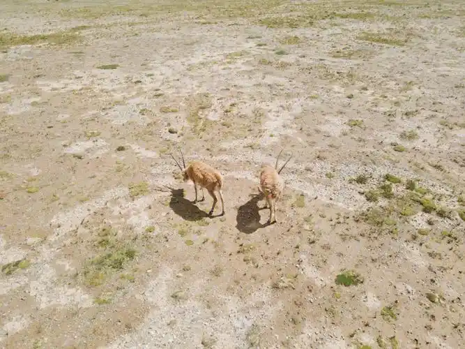 今日可可西里藏羚羊