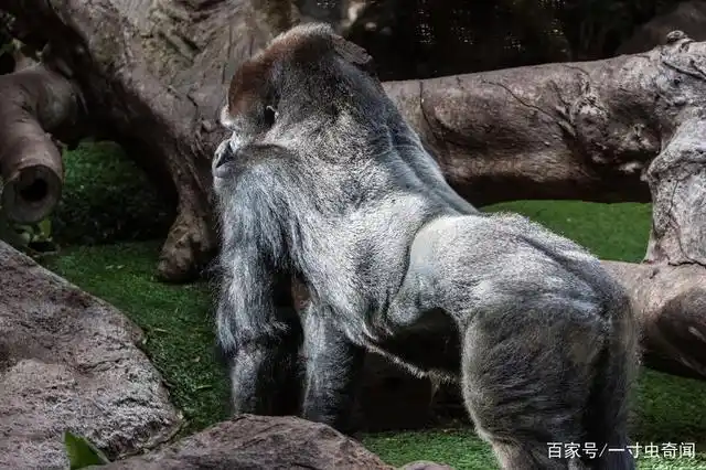 棋逢对手还是送餐上门?银背大猩猩和老虎相搏,谁能够兵不血刃?