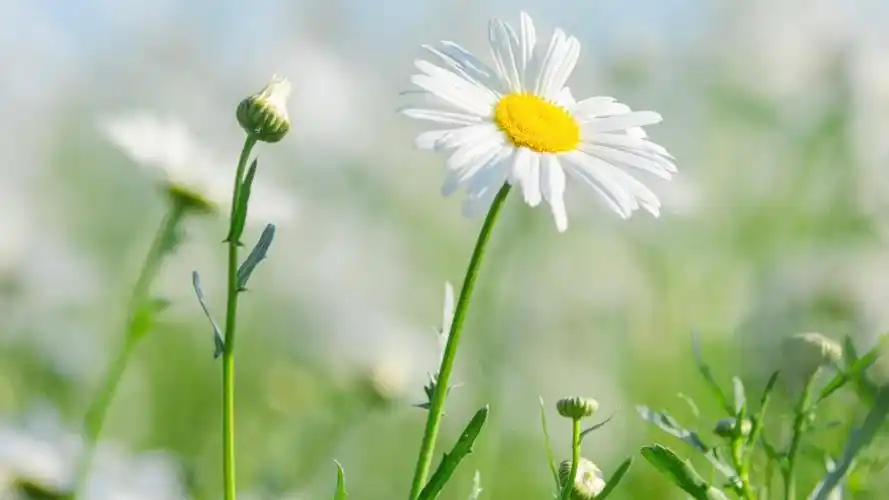 清新淡雅的雏菊,鲜花-回车桌面