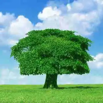 女人微信头像是一棵树图片可爱 适合永久做头像的图片女生