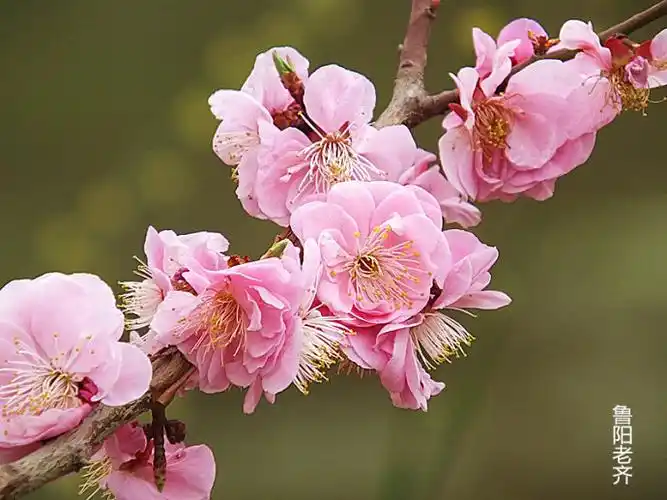 梅花8一一丰后梅