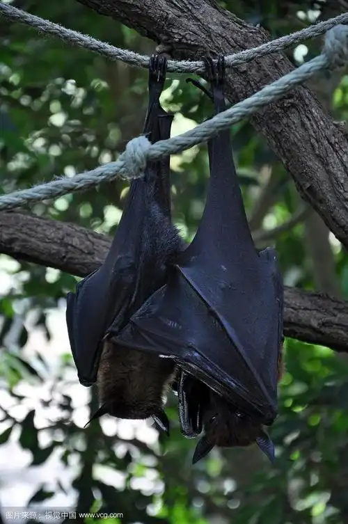 两只蝙蝠趴在一根绳子上睡觉.