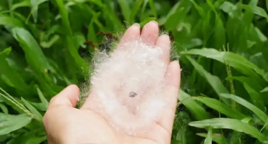 五月的佛山"白雪"飘飘,犹如童话!这"雪"还挺有用_棉絮