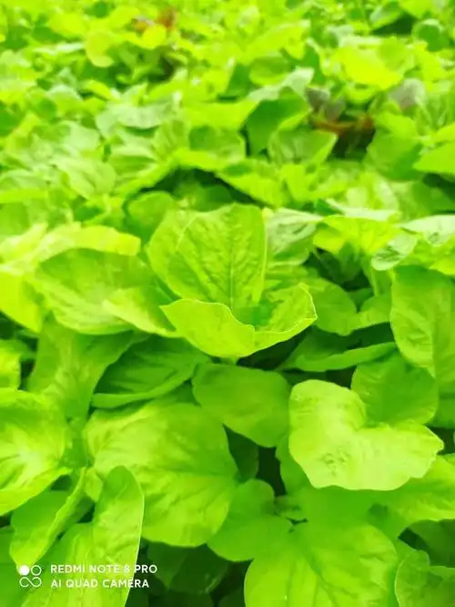 自产自销的绿色环保蔬菜