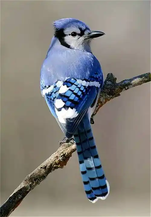 世界上的名鸟啊!