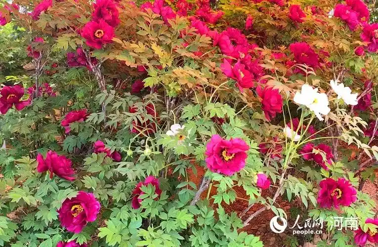 国色天香!河南洛阳牡丹花开