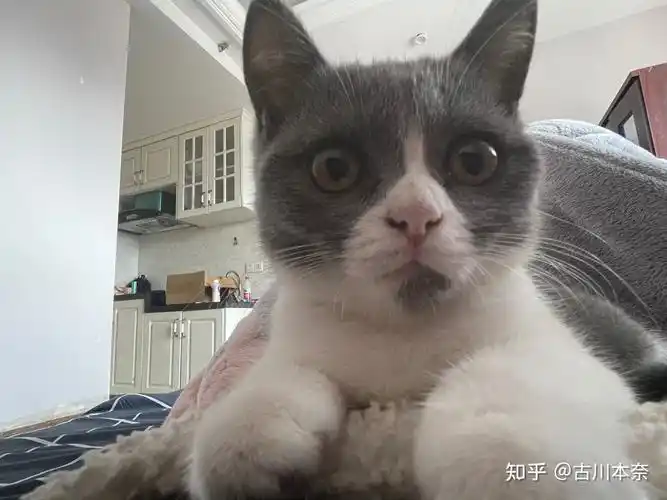 你见过的蓝白猫有多丑