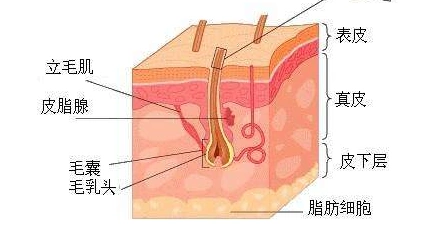 毛囊结构图1