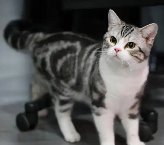 1,颜值高美短猫的颜值很高,长得圆头圆脑,身体匀称