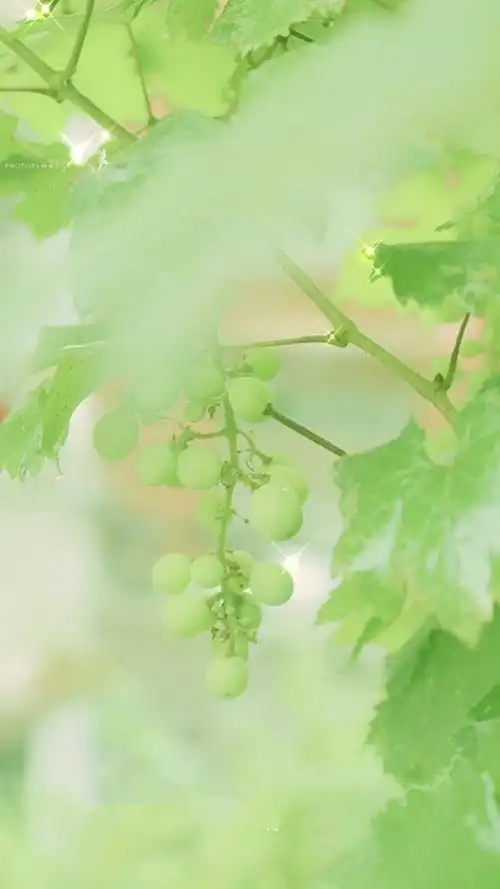 最新的手机墙纸 护眼养眼清新景色摄影