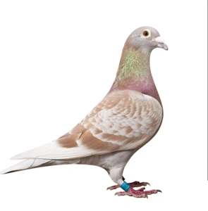 鸽子活体红狐红雨点红二线成年信鸽赛鸽公棚鸽特比种鸽天落鸽子