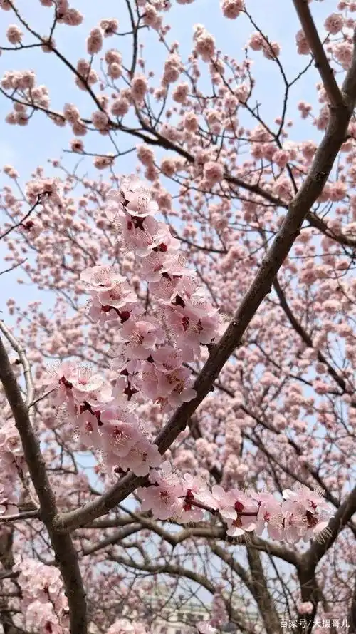 一树团团簇簇粉嫩的杏花,才是最美的春光乍现!