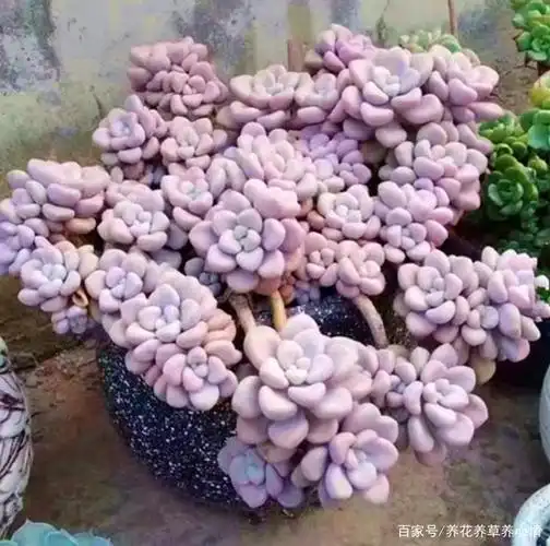 多肉艾伦外观漂亮,叶片扁圆,有点像桃蛋,不过比桃蛋好养多了.