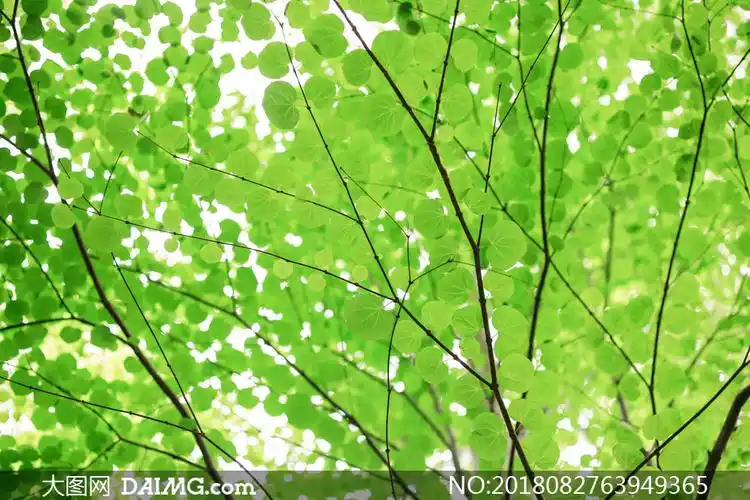 树枝上的绿叶近景特写摄影高清图片 - 大图网设计素材下载