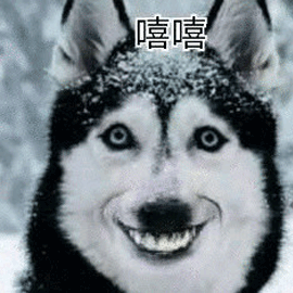 嘻嘻二哈哈士奇搞怪逗gif动图_动态图_表情包下载_soogif