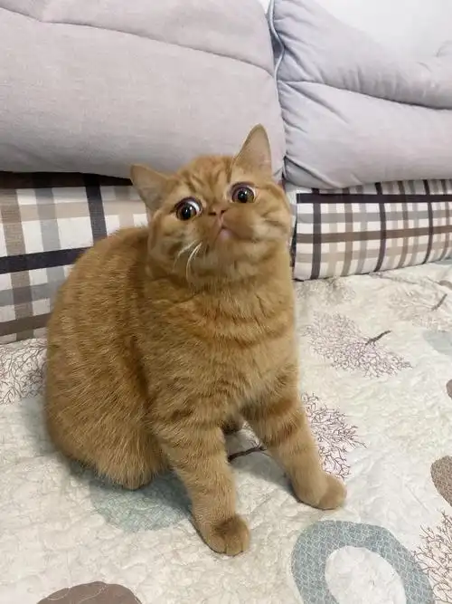 有偿低价领养6个月大的英短和加菲混血弟弟