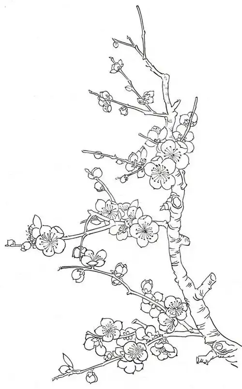 白描梅花的绘画步骤