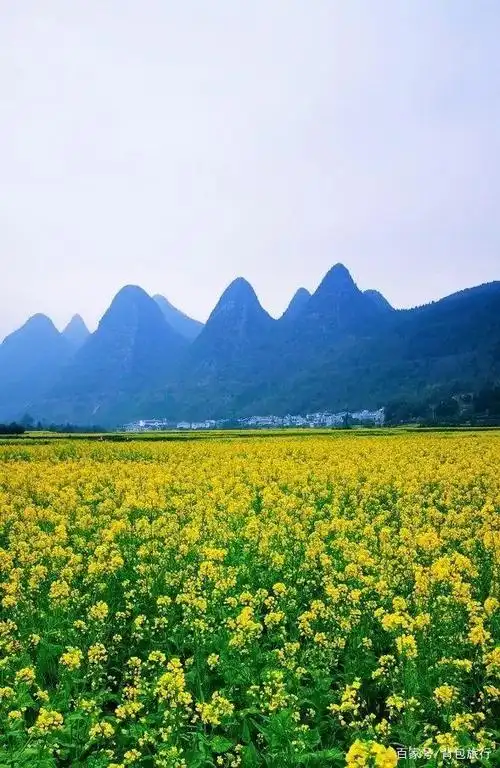 这17个地方,藏着这个春天最美的风景美丽的春天图片春天图片景色大