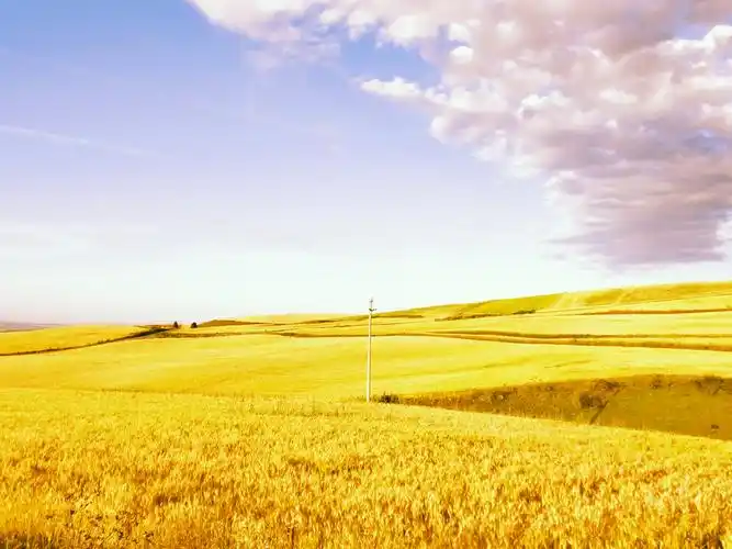 思醉麦海一一一奇台一万泉