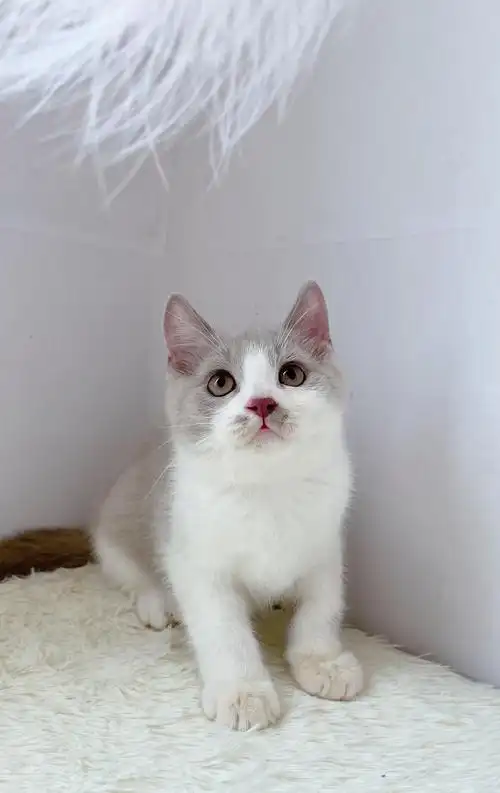 英短丁香加白家养找新家600