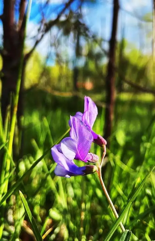 大花野豌豆 - 花花菜菜 - 图虫