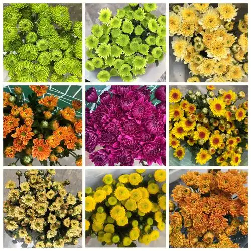 基地小雏菊颜色