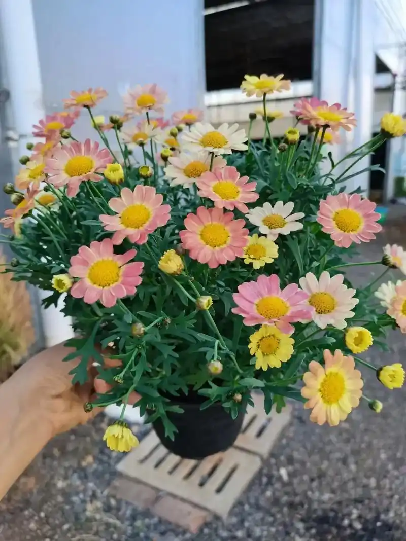 玛格丽特花的花语有骄傲满意,喜悦,期待的爱.玛格丽 - 抖音