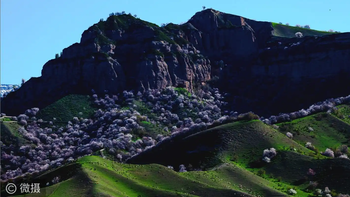 霍城中华福寿山:粉杏吐蕊迎贵客 香飘十里誉满疆