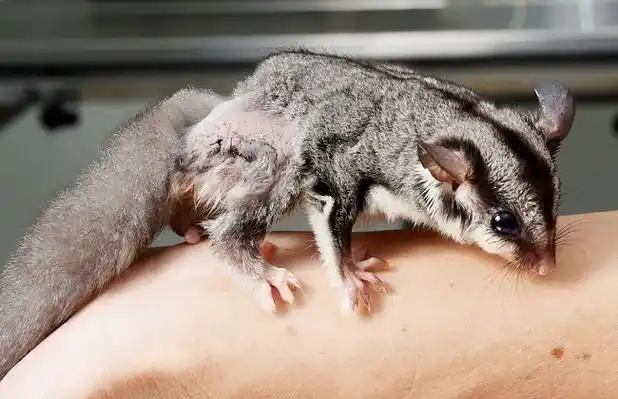 蜜袋鼯喂什么食物好