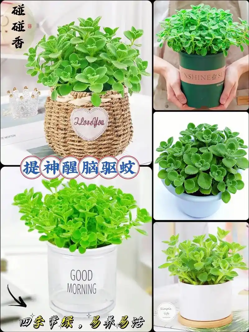 图文伙伴计划 碰碰香,也叫绒毛香茶菜.一款求抱抱求摸摸的植 - 抖音