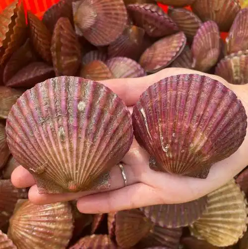 新鲜小红扇贝鲜活港湾贝毛贝带壳大扇贝肉蒜蓉扇贝粉丝烧烤【图片