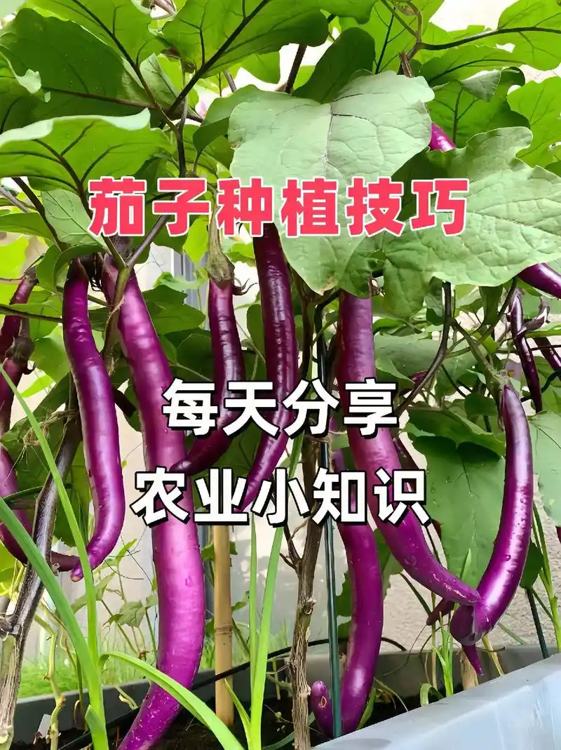 茄子种植技巧#三农 #种植小技巧 #每天分享蔬菜种植技巧 # - 抖音
