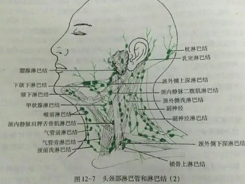 不容忽视的颈部淋巴结