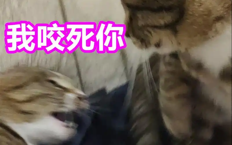 我咬死你!b站最凶的狸花猫!