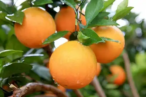 湖南水果10斤纸箱黄纸箱应季湘西新鲜现发现摘橙