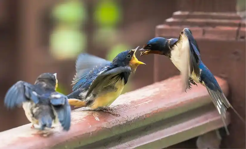 圆明园拍燕子喂雏
