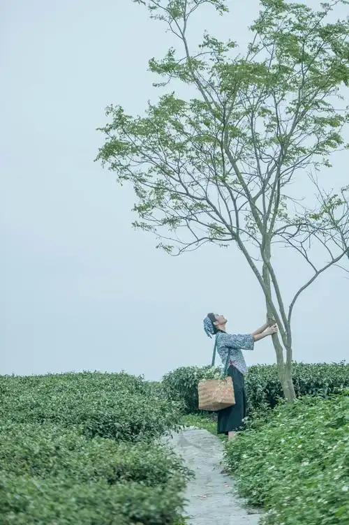 《浮生若梦》万古茶园环境人像作品欣赏