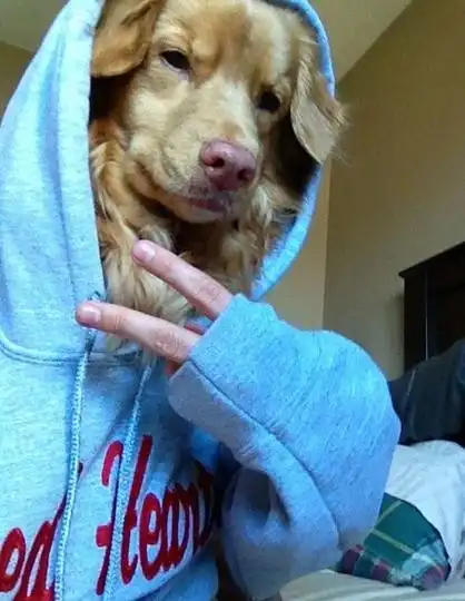 动物们的逗比自拍搞笑图集