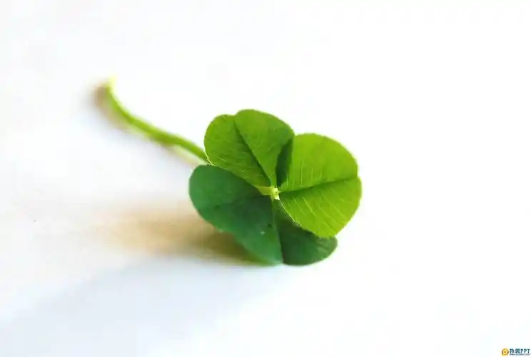 求一个四叶草背景图片