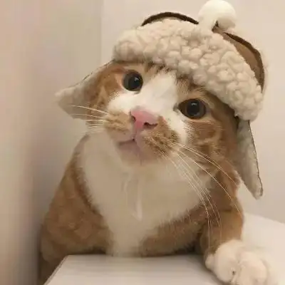 2023年最火qq宠物头像