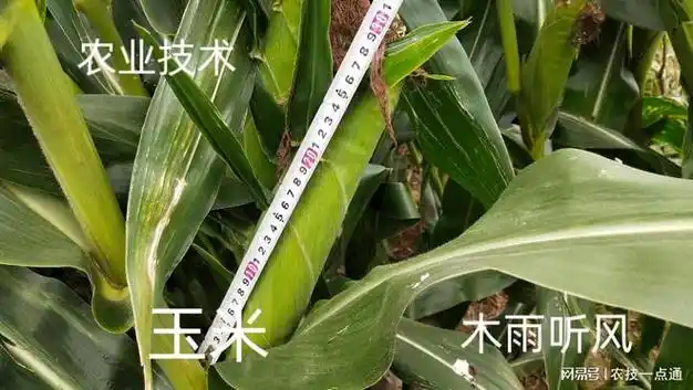 活秆成熟抗锈病能力强的玉米品种767有什么优缺点