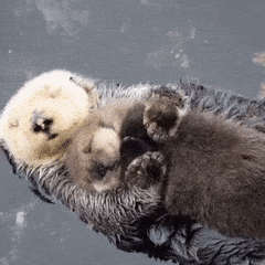 但大多数时间海獭都是睡在海面的在岩石上睡觉有的海獭就会爬上岸夜幕