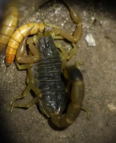 蝎子养殖利润分析