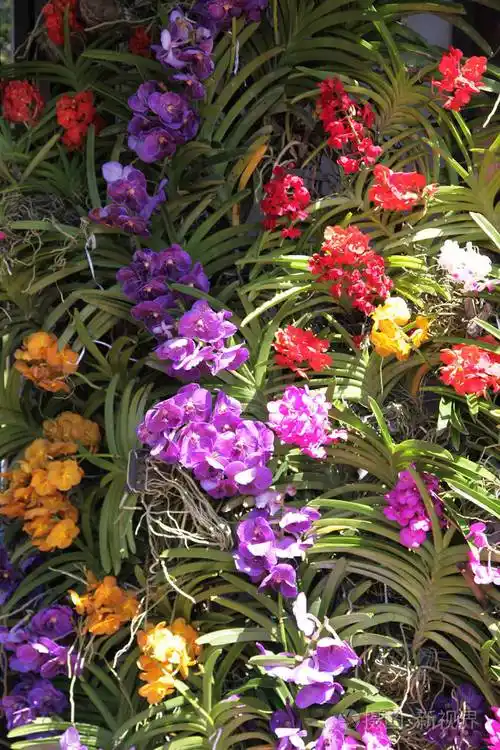 五彩缤纷的五彩花泰国东南亚