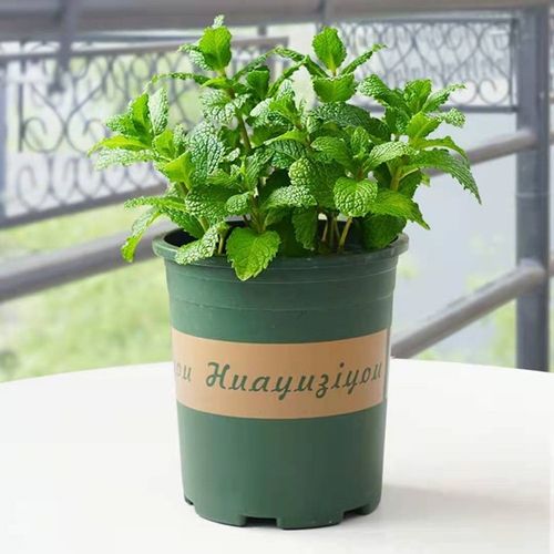 贵州黔东南农产品红骨薄荷鱼香菜食用狗肉香绿植驱蚊带盆带土包邮