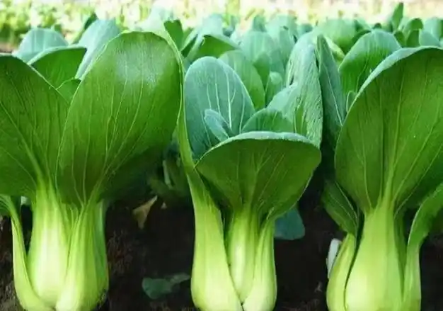 6种蔬菜"不怕冷",霜降后放心种,高产种植方法分享|生菜|萝卜|菠菜|樱